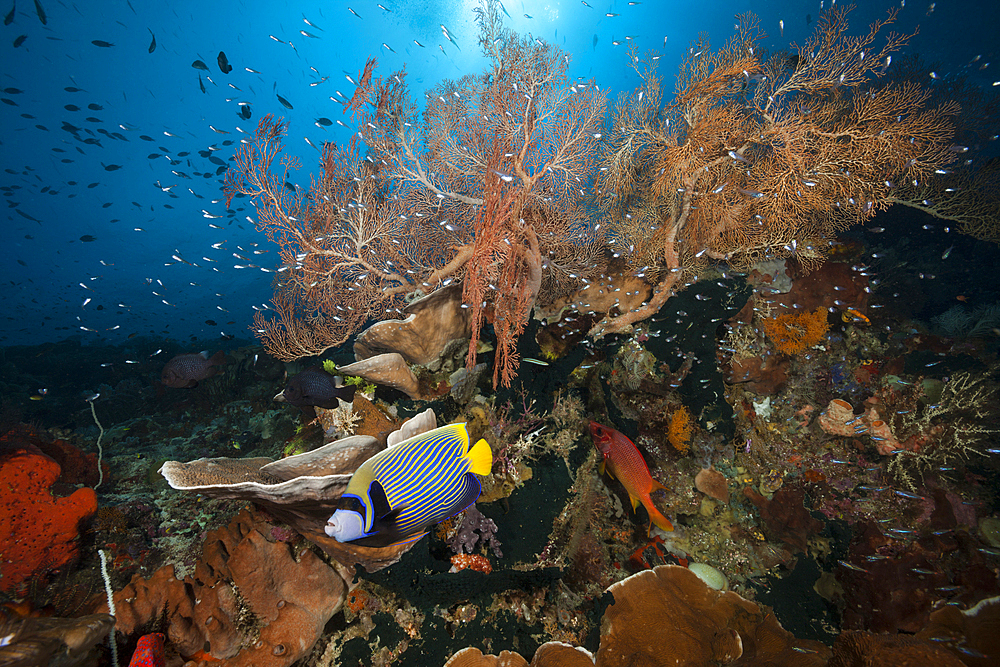 Species rich Coral Reef, Raja Ampat, West Papua, Indonesia