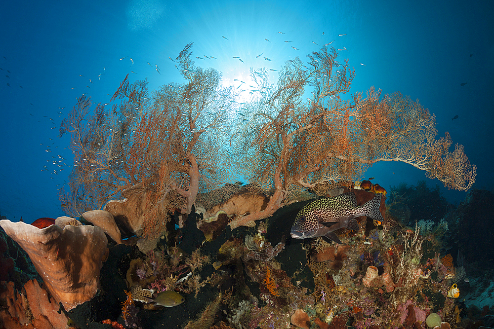 Species rich Coral Reef, Raja Ampat, West Papua, Indonesia