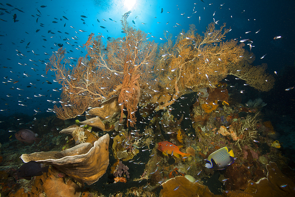 Species rich Coral Reef, Raja Ampat, West Papua, Indonesia