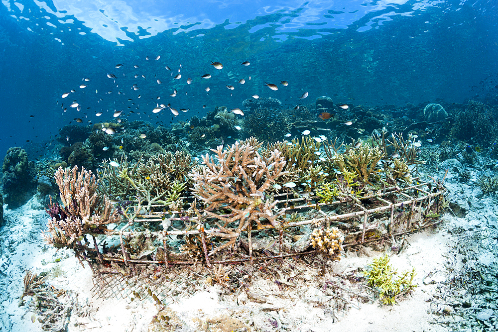 Coral Gardening Project, Raja Ampat, West Papua, Indonesia