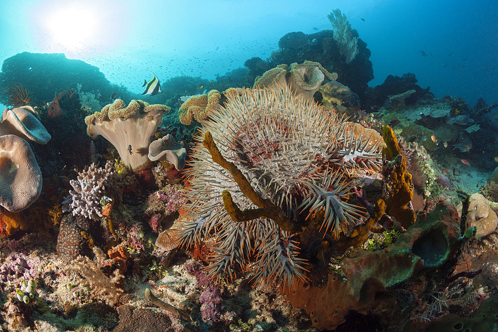 Crown-of-Thorns Starfish, Acanthaster planci, Raja Ampat, West Papua, Indonesia