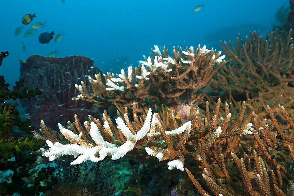 Coral Bleaching, Raja Ampat, West Papua, Indonesia