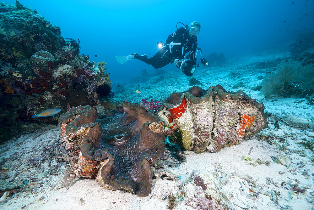 Giant Clam and Scuba diver, Tridacna squamosa, Raja Ampat, West Papua, Indonesia