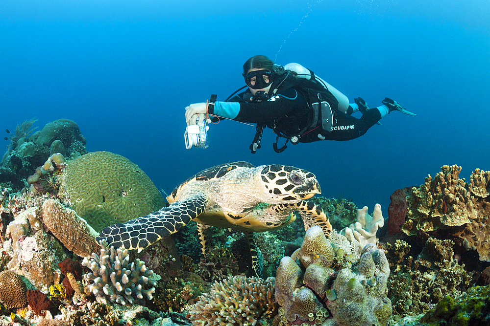 Hawksbill Sea Turtle and Scuba diver, Eretmochelys imbricata, Raja Ampat, West Papua, Indonesia