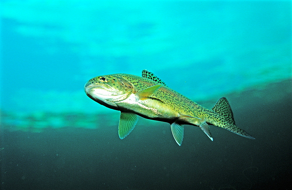 rainbow trout, Oncorhynchus mykiss, Germany, Bavaria