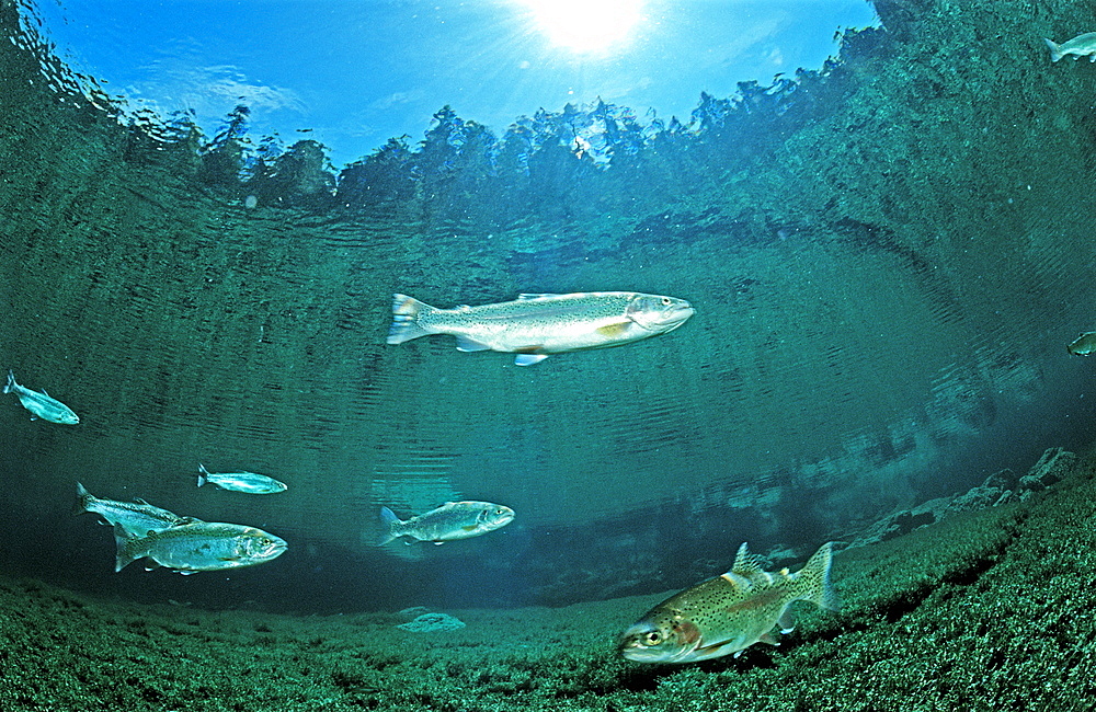 rainbow trout, Oncorhynchus mykiss, Germany, Bavaria