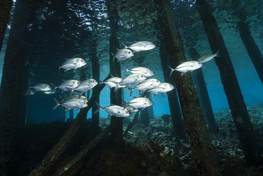 Schooling Bigeye Trevally under Jetty, Caranx sexfasciatus, Raja Ampat, West Papua, Indonesia