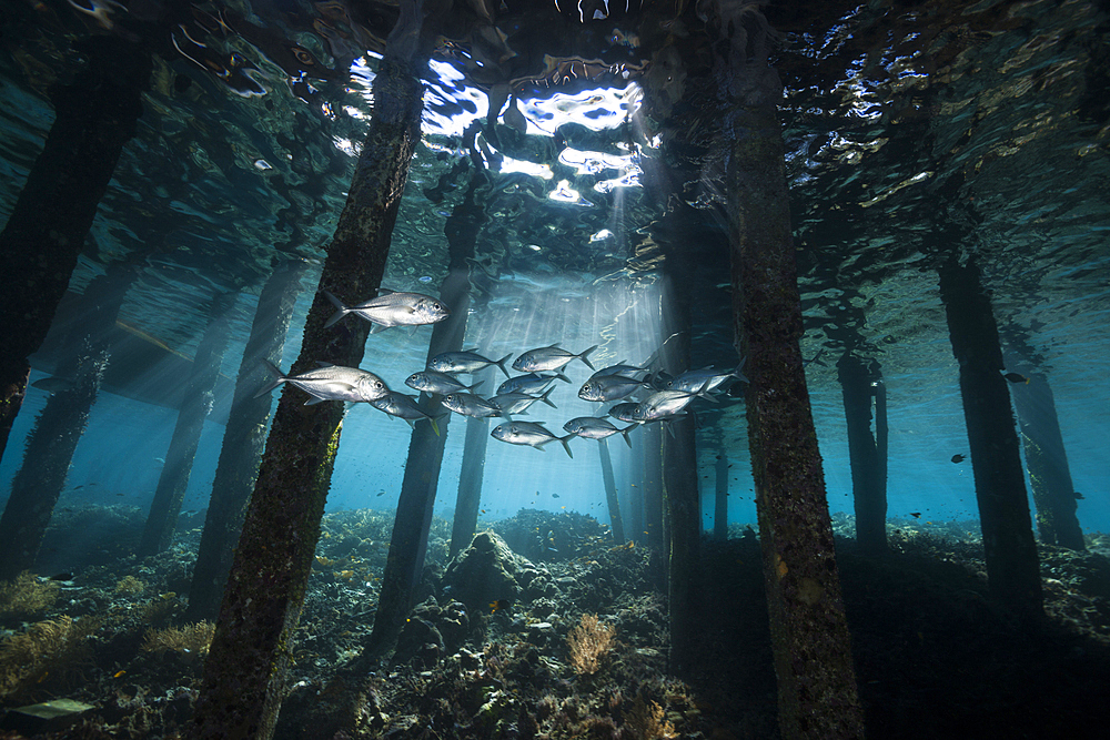 Schooling Bigeye Trevally under Jetty, Caranx sexfasciatus, Raja Ampat, West Papua, Indonesia