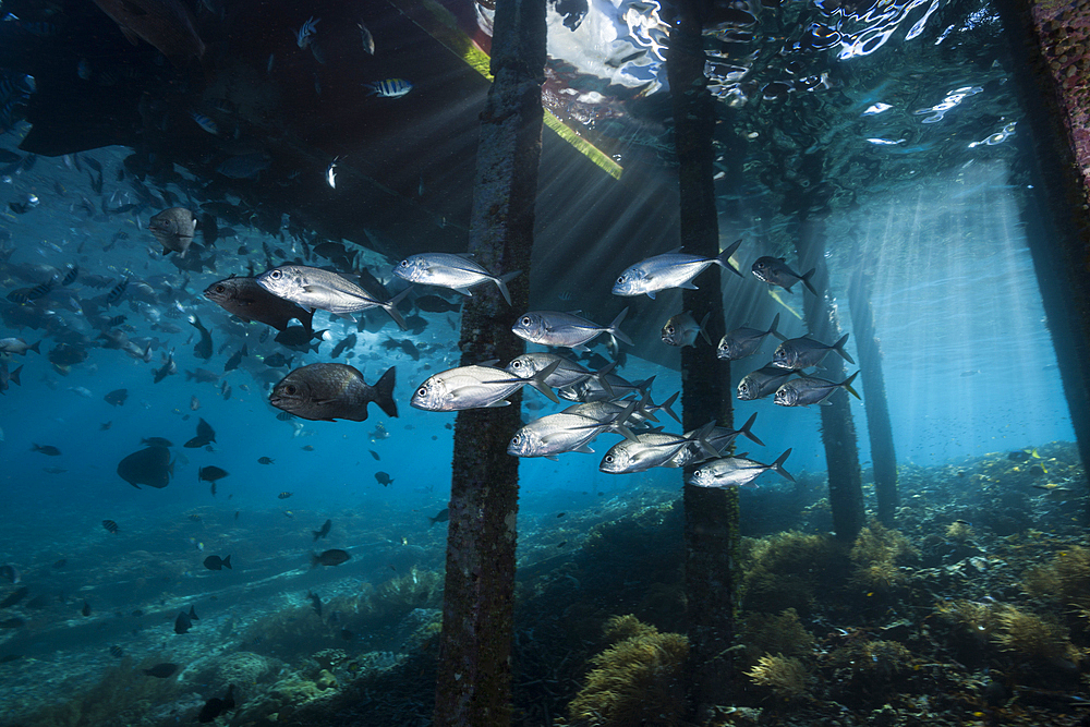 Schooling Bigeye Trevally under Jetty, Caranx sexfasciatus, Raja Ampat, West Papua, Indonesia