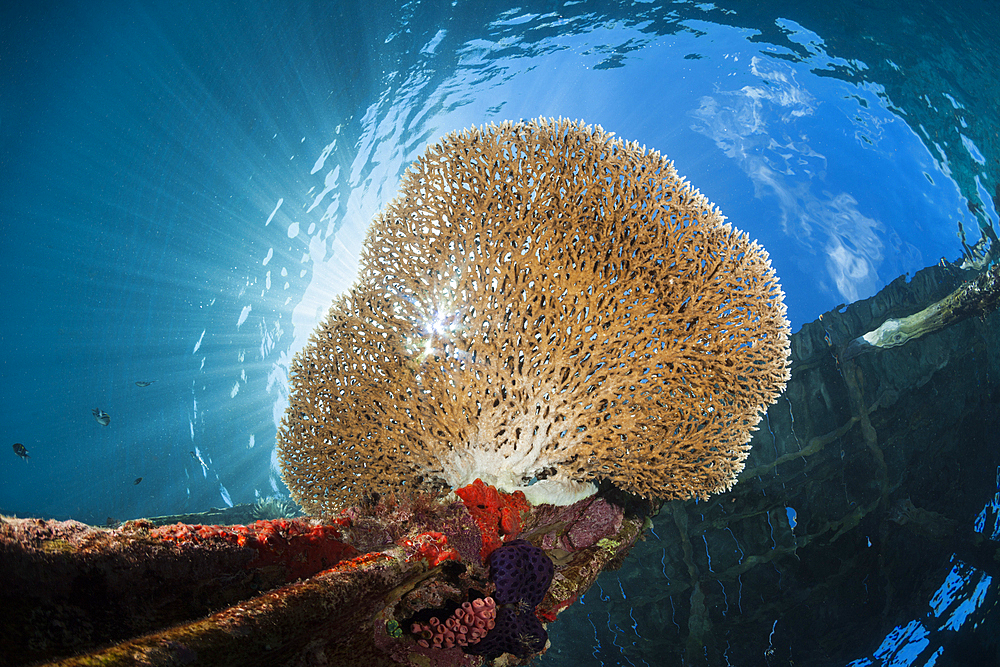 Table coral growing on Jetty, Acropora sp., Raja Ampat, West Papua, Indonesia