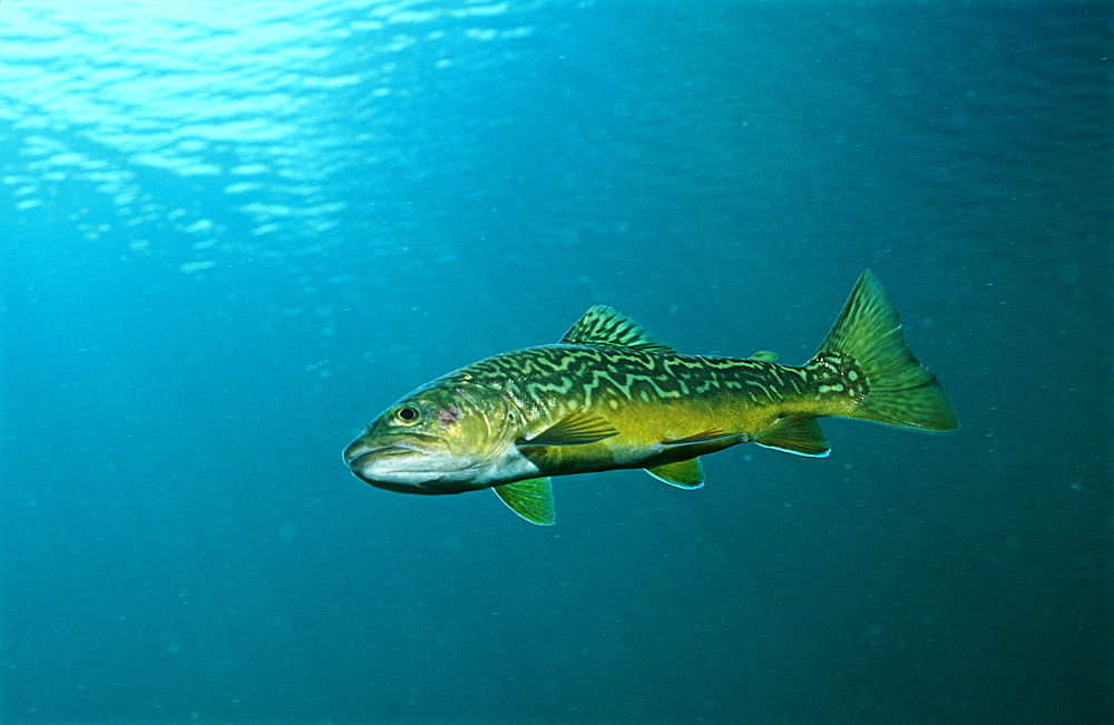 Salmonidae, Tigerfish, Germany, Bavaria