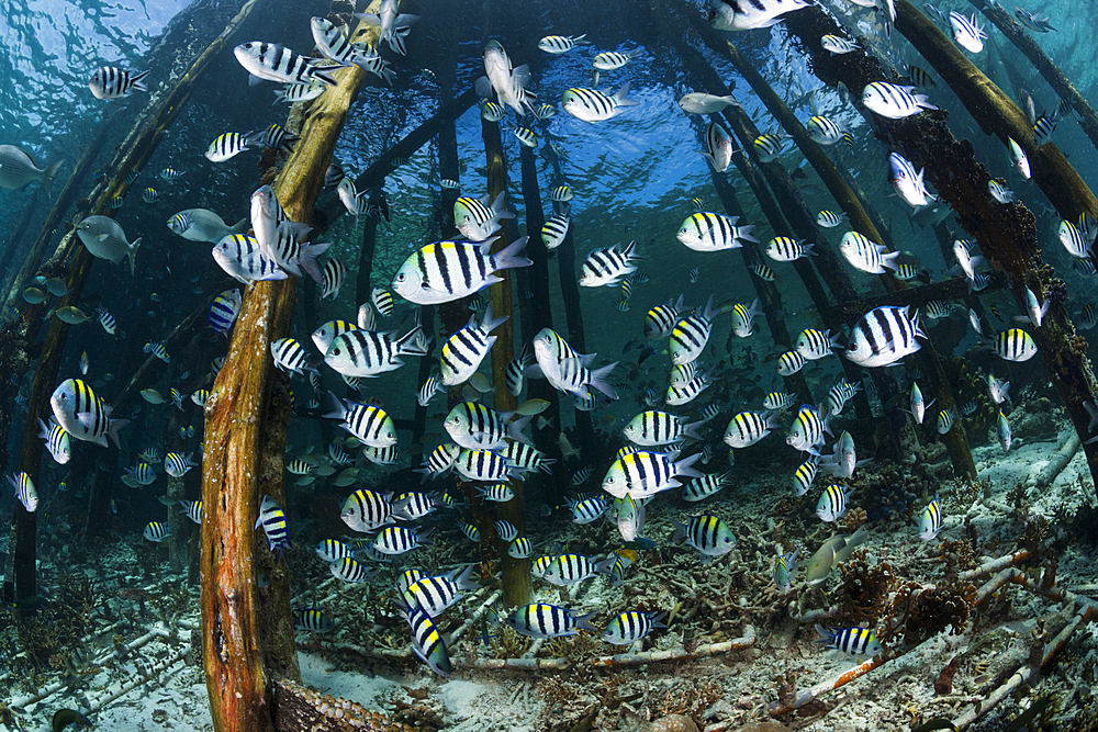 Schooling Indopacific Sergeant under Jetty, Abudefduf vaigiensis, Raja Ampat, West Papua, Indonesia