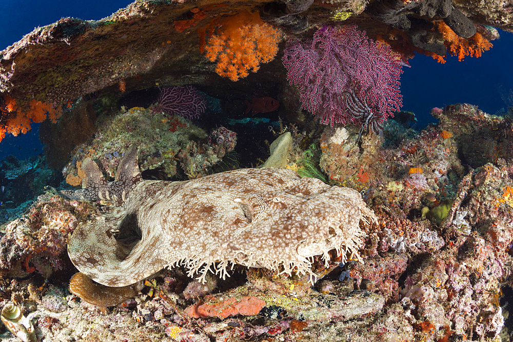 Tasselled Wobbegong, Eucrossorhinus dasypogon, Raja Ampat, West Papua, Indonesia