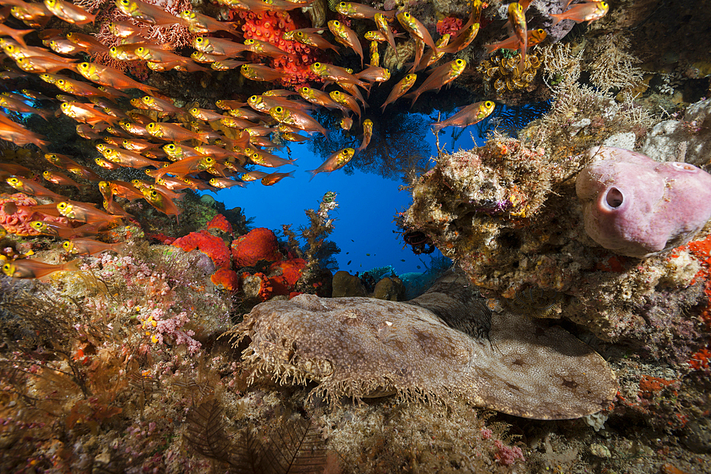 Tasselled Wobbegong, Eucrossorhinus dasypogon, Raja Ampat, West Papua, Indonesia