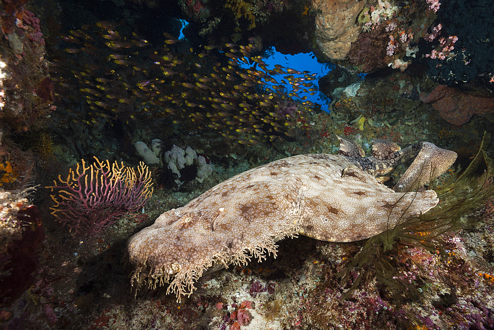 Tasselled Wobbegong, Eucrossorhinus dasypogon, Raja Ampat, West Papua, Indonesia