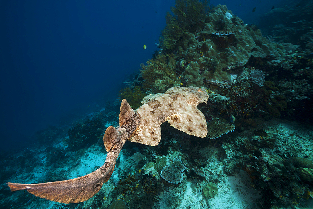 Tasselled Wobbegong, Eucrossorhinus dasypogon, Raja Ampat, West Papua, Indonesia