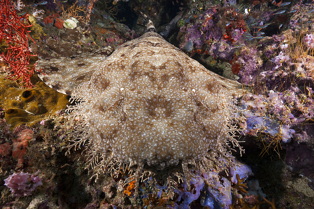 Tasselled Wobbegong, Eucrossorhinus dasypogon, Raja Ampat, West Papua, Indonesia