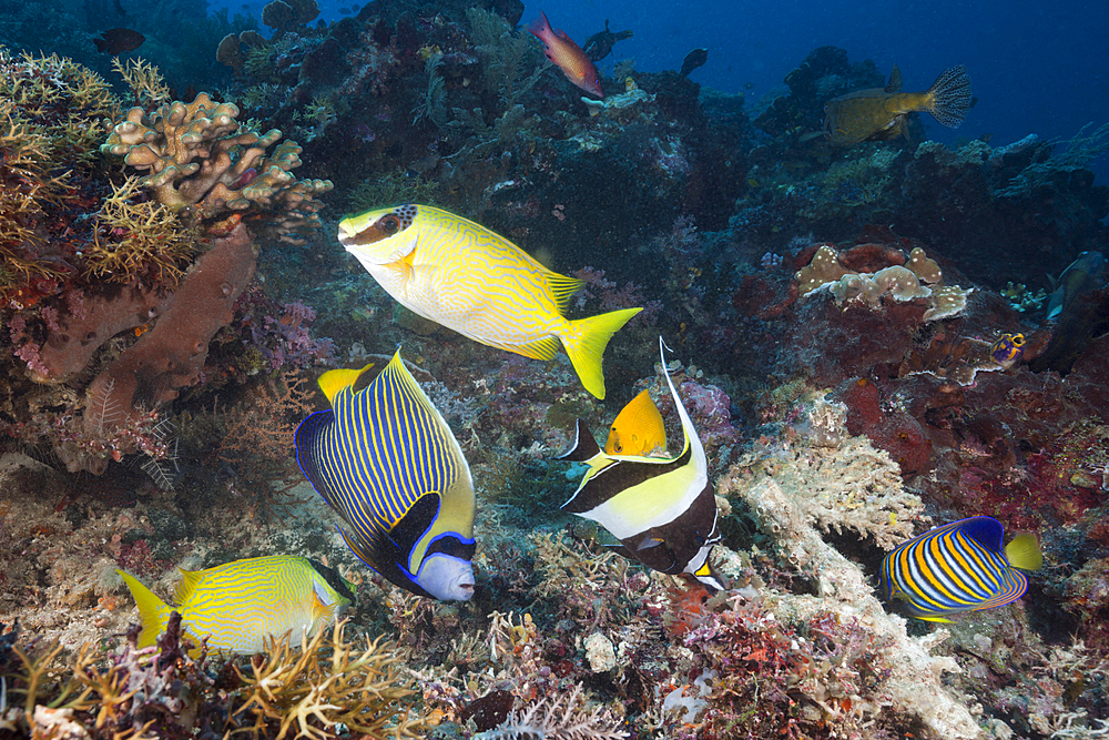 Coral Fish in Coral Reef, Raja Ampat, West Papua, Indonesia