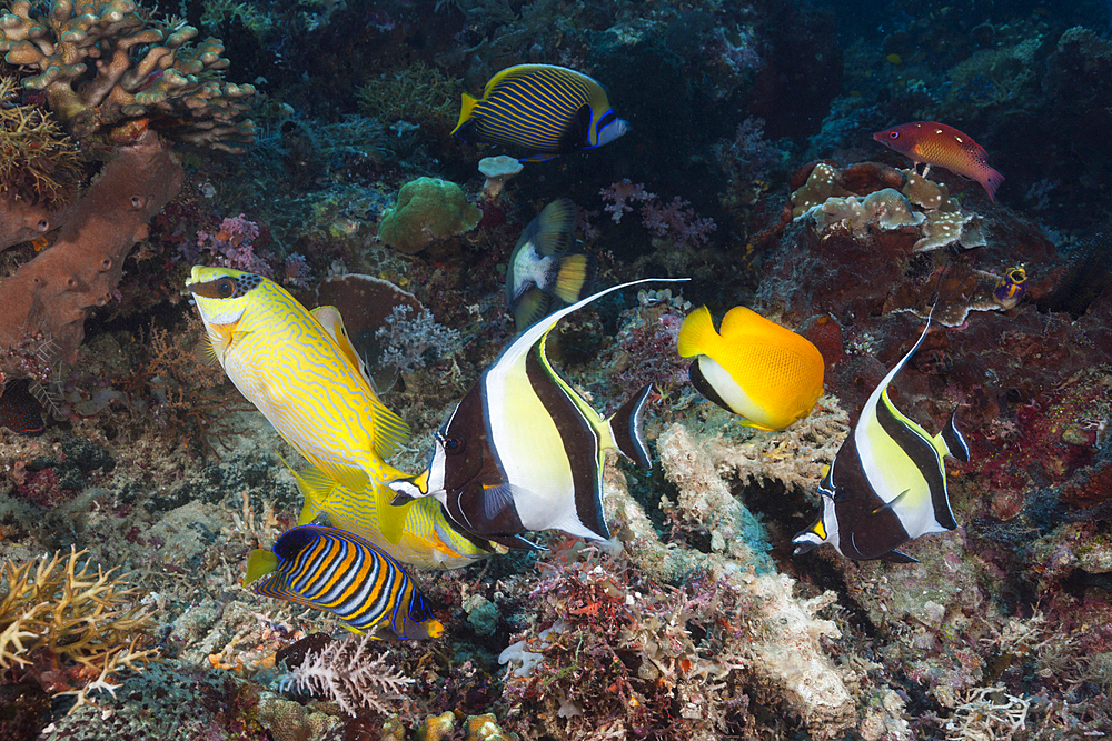 Coral Fish in Coral Reef, Raja Ampat, West Papua, Indonesia