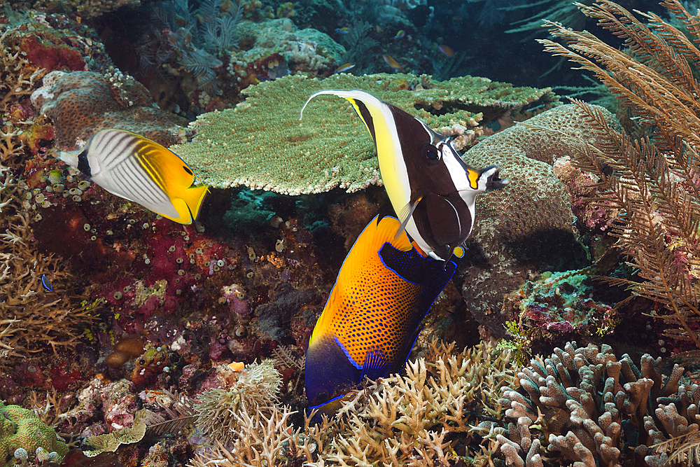 Coral Fish in Coral Reef, Raja Ampat, West Papua, Indonesia