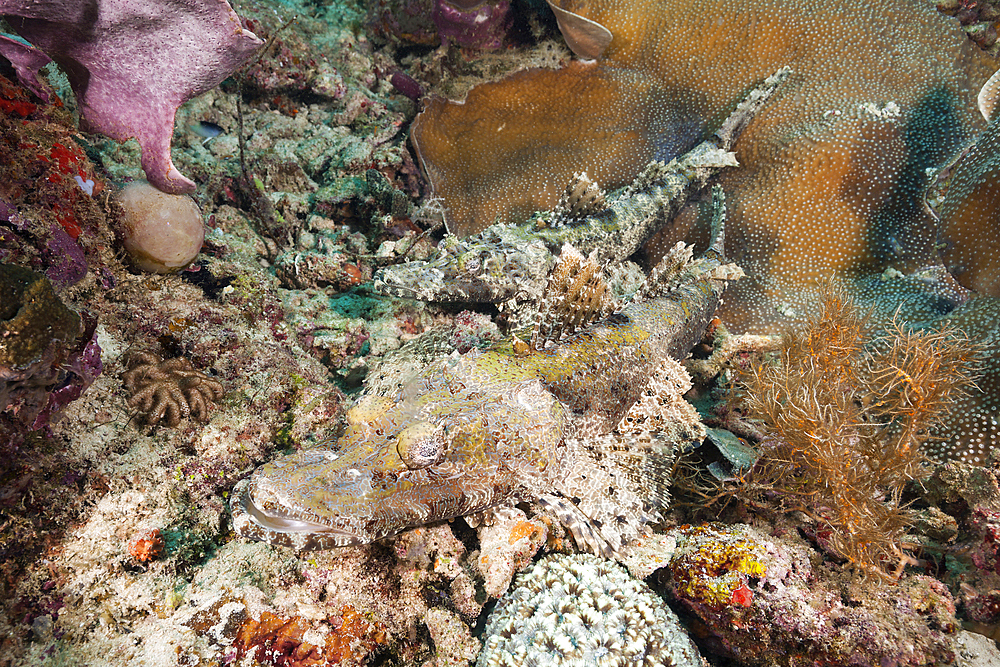 Pair of Beauforts crocodilefish, Cymbacephalus beauforti, Raja Ampat, West Papua, Indonesia