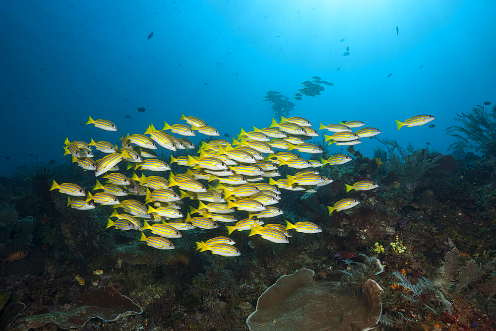 Schooling Bluestripe snapper, Lutjanus kasmira, Raja Ampat, West Papua, Indonesia