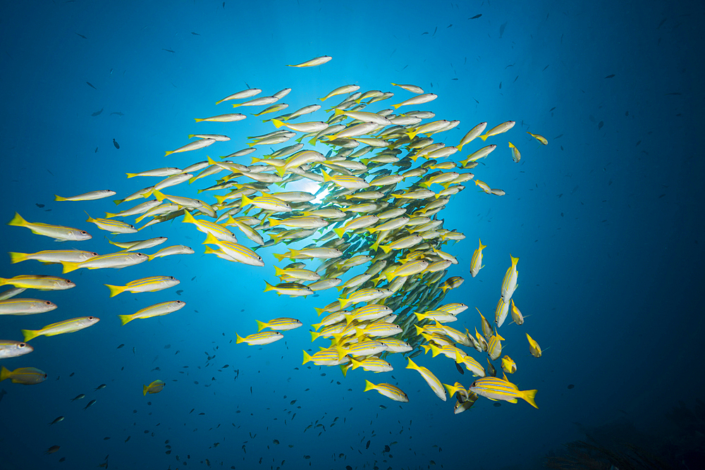 Schooling Bluestripe snapper, Lutjanus kasmira, Raja Ampat, West Papua, Indonesia