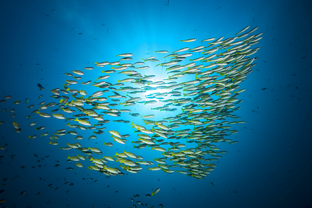 Schooling Bluestripe snapper, Lutjanus kasmira, Raja Ampat, West Papua, Indonesia