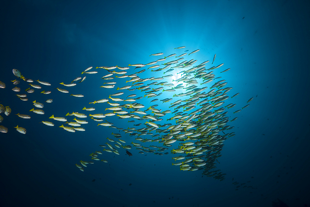 Schooling Bluestripe snapper, Lutjanus kasmira, Raja Ampat, West Papua, Indonesia