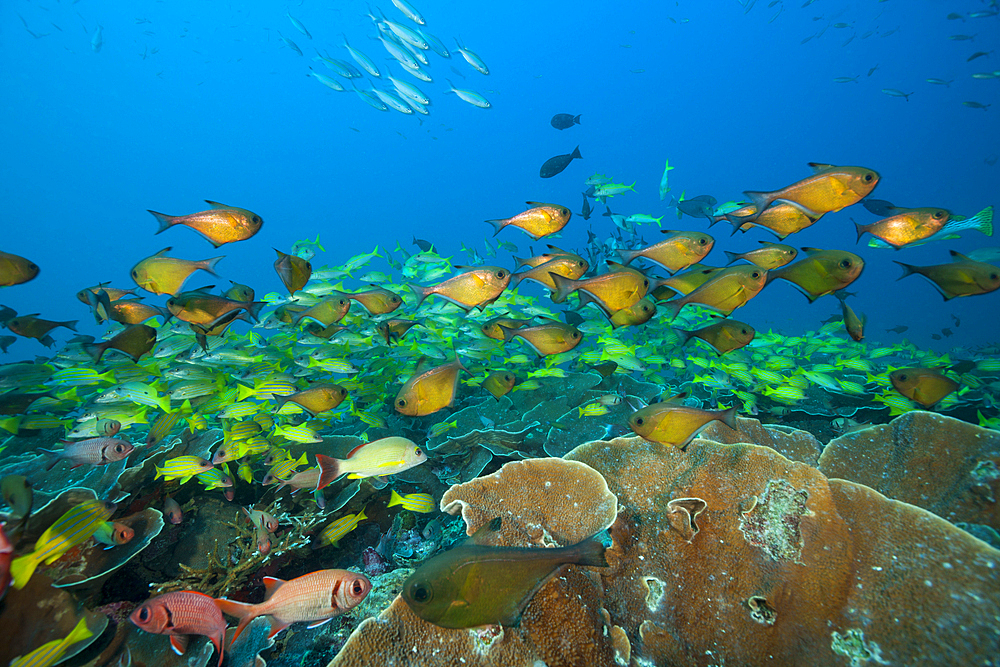 Shoal of Copper Sweeper, Pempheris oualensis, Raja Ampat, West Papua, Indonesia