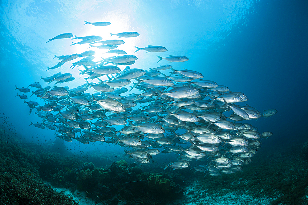 Shoal of Bigeye Trevally, Caranx sexfasciatus, Raja Ampat, West Papua, Indonesia