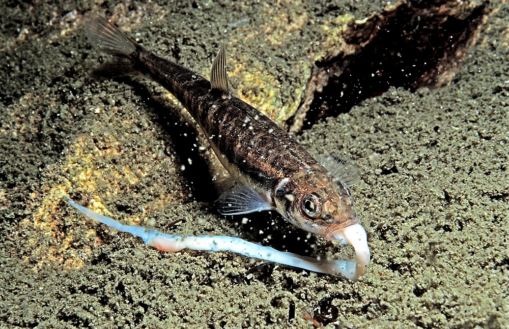 Minnow eating worm, Phoxinus phoxinus, Austria, Grundlsee