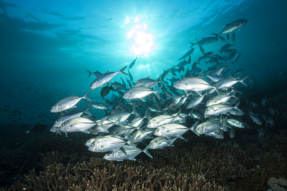 Shoal of Bigeye Trevally, Caranx sexfasciatus, Raja Ampat, West Papua, Indonesia