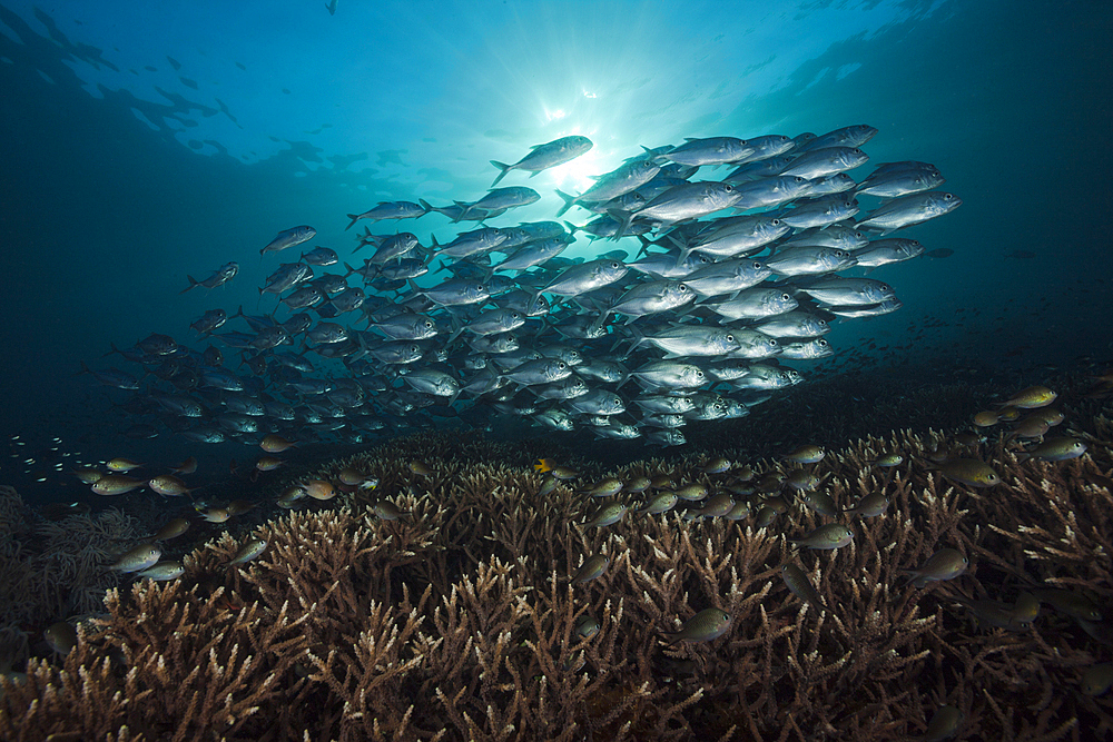 Shoal of Bigeye Trevally, Caranx sexfasciatus, Raja Ampat, West Papua, Indonesia