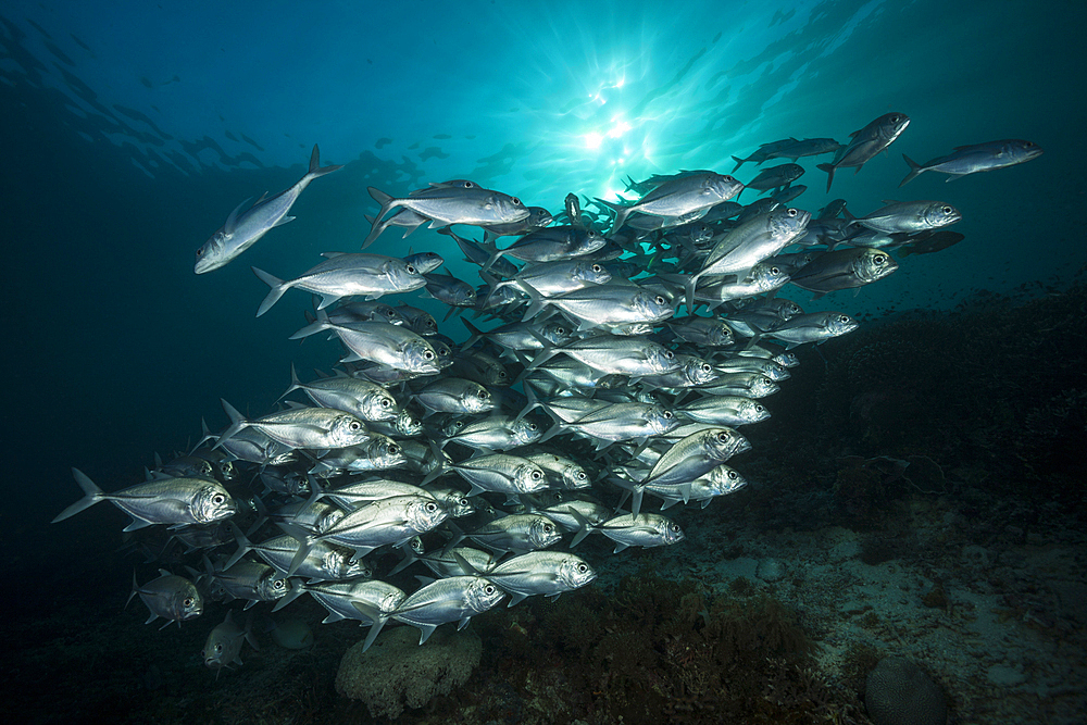 Shoal of Bigeye Trevally, Caranx sexfasciatus, Raja Ampat, West Papua, Indonesia