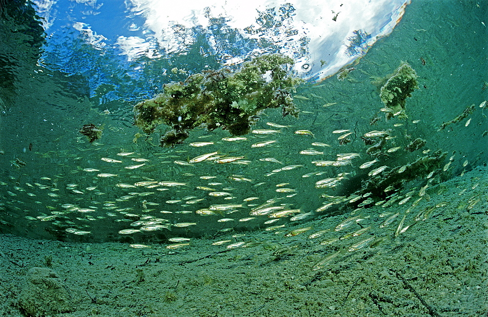 Minnow, school of minnows, Phoxinus phoxinus, Austria, Blindsee, Tirol