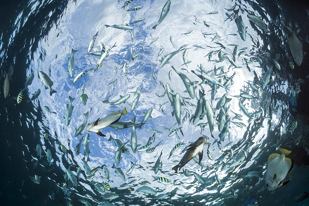 Schooling Fish at Watersurface, Raja Ampat, West Papua, Indonesia