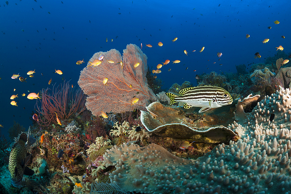 Species rich Coral Reef, Raja Ampat, West Papua, Indonesia