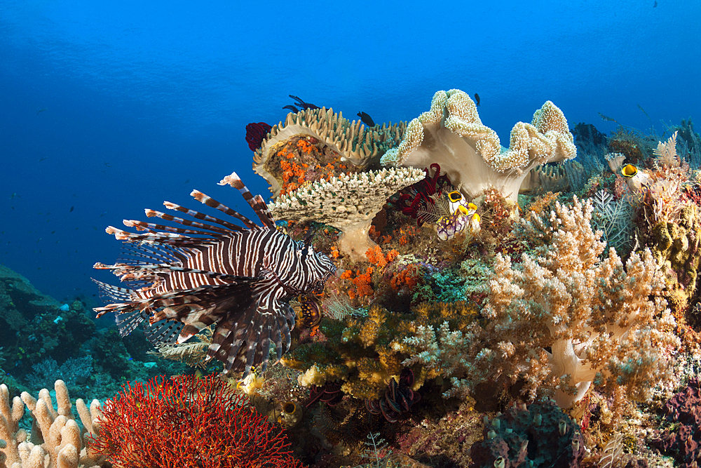 Common Lionfish in Coral Reef, Pterois volitans, Raja Ampat, West Papua, Indonesia