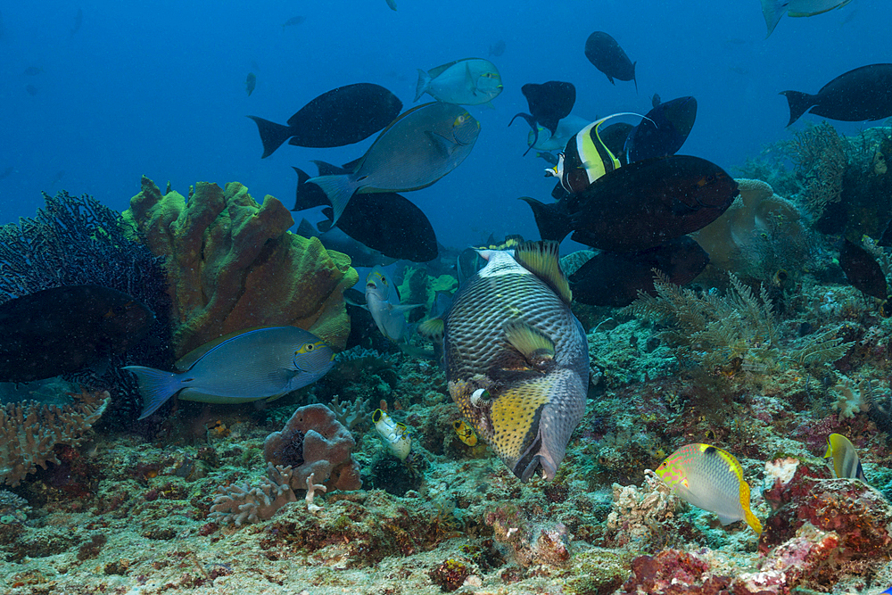 Coral Fish in Coral Reef, Raja Ampat, West Papua, Indonesia