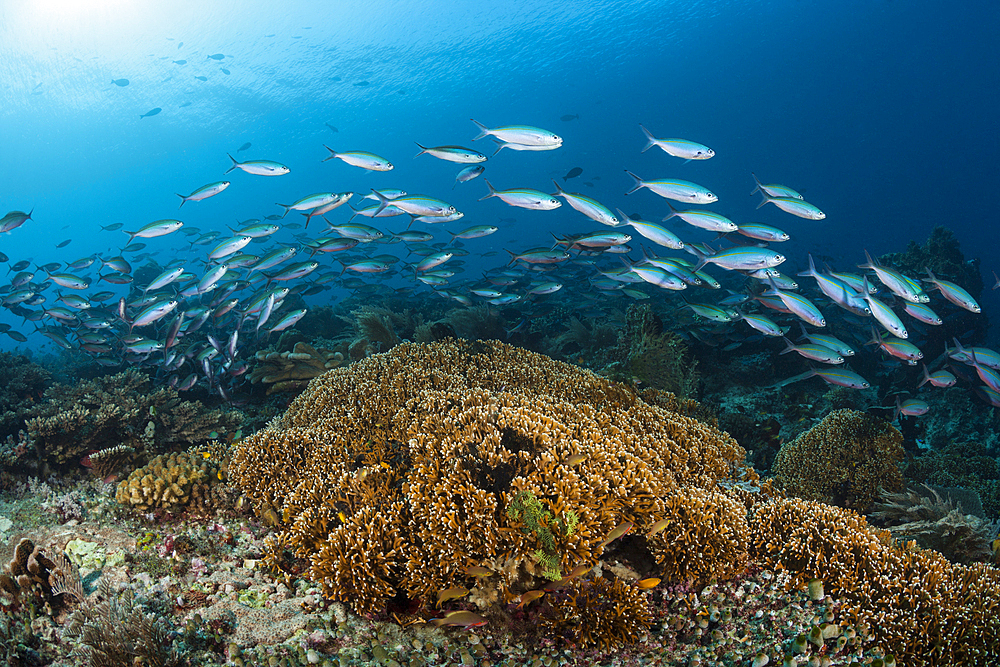 Fusiliers over Coral reef, Pterocaesio tesselata, Raja Ampat, West Papua, Indonesia