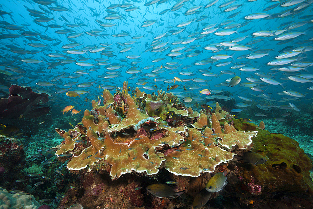 Fusiliers over Coral reef, Pterocaesio tesselata, Raja Ampat, West Papua, Indonesia