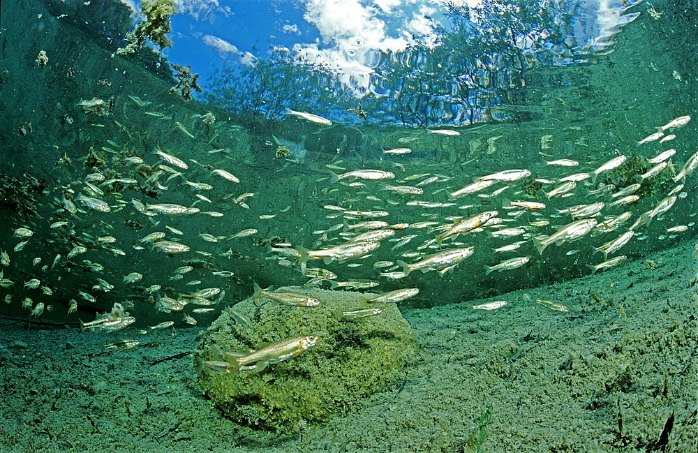 Minnow, school of minnows, Phoxinus phoxinus, Austria, Blindsee, Tirol