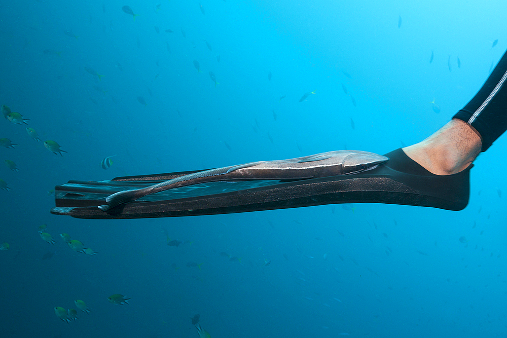 Suckerfish on Divers fin, Echeneis naucrates, Raja Ampat, West Papua, Indonesia