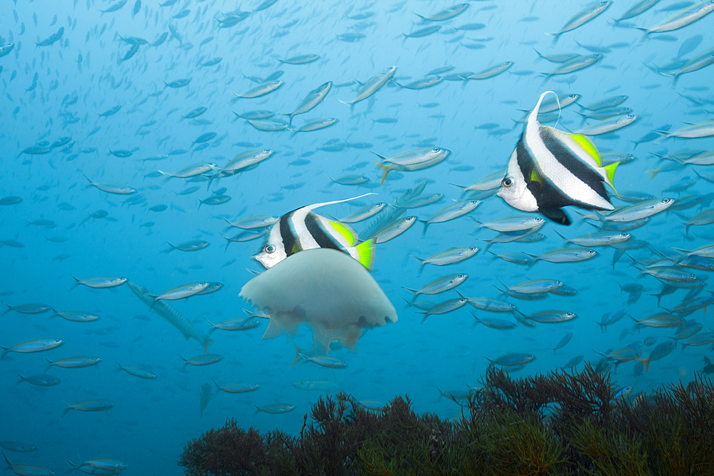 Jellyfish floating in Sea, Raja Ampat, West Papua, Indonesia