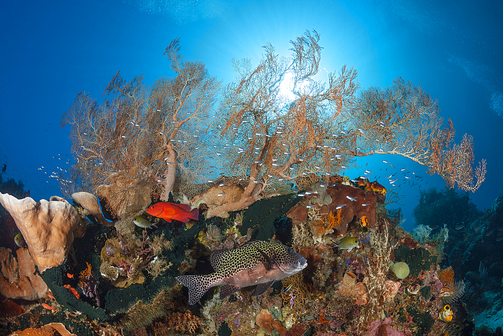 Coral Fish in Coral Reef, Raja Ampat, West Papua, Indonesia