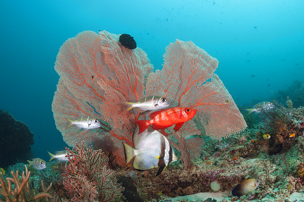 Coral Fish in Coral Reef, Raja Ampat, West Papua, Indonesia