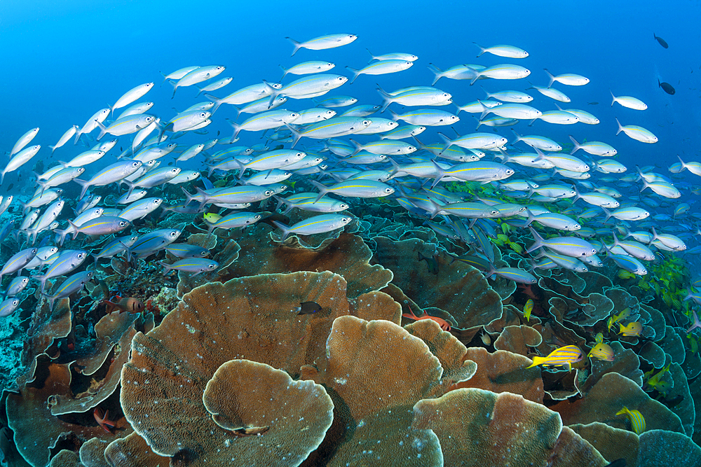 Fusiliers over Coral reef, Pterocaesio tesselata, Raja Ampat, West Papua, Indonesia