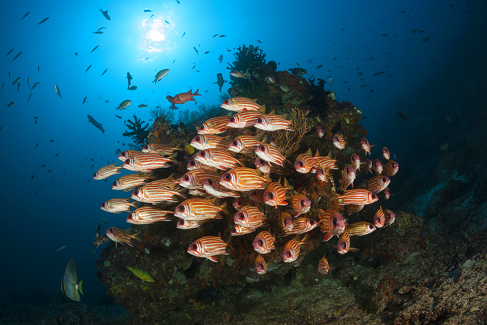 Shoal of Red Squirrelfish, Sargocentron rubrum, Raja Ampat, West Papua, Indonesia