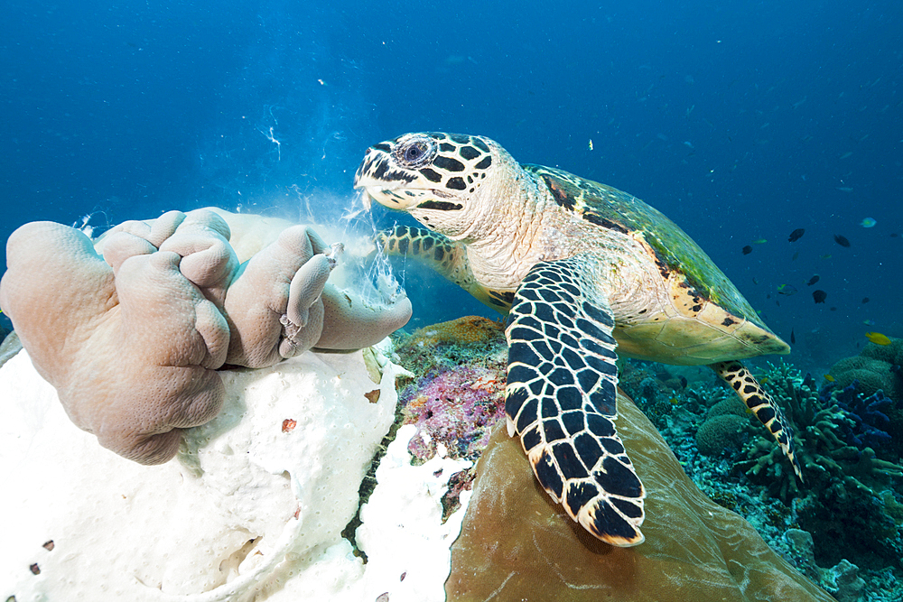 Hawksbill Sea Turtle, Eretmochelys imbricata, Raja Ampat, West Papua, Indonesia